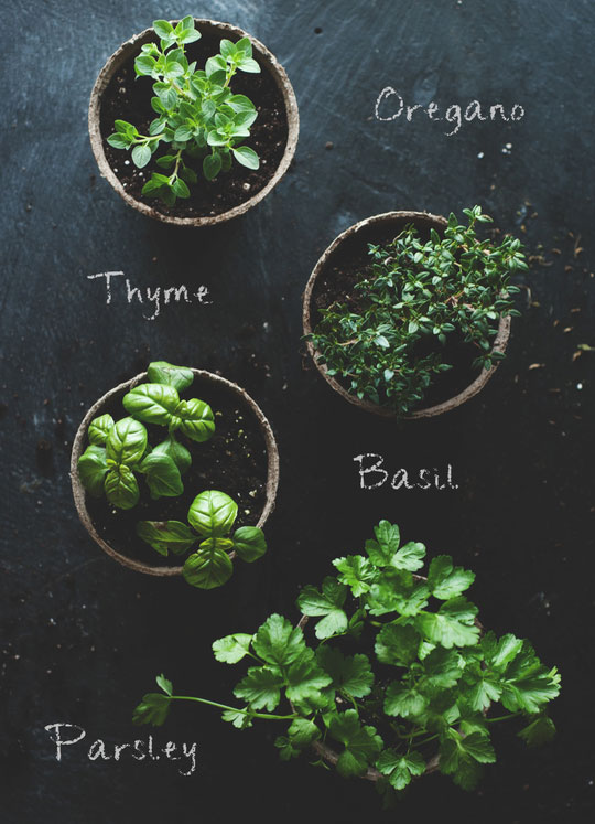 Oregano-Thyme-Basil-And-Parsley-In-Brown-Biodegradable-Pots