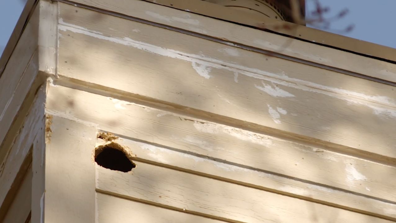 Woodpecker Damage to a Minnesota Home Solved by James Hardie Siding